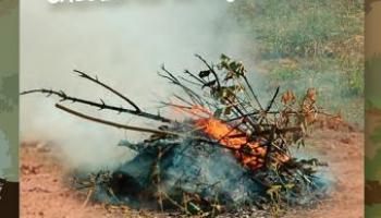 Dépliant brûlage des végétaux en Corse