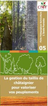 La gestion du taillis de châtaignier en Corse