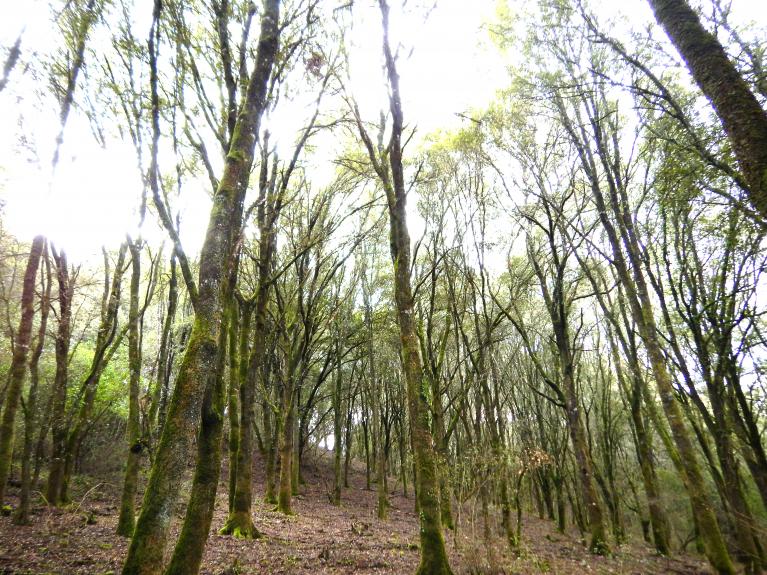 Forêt de chêne vert dans le Taravo