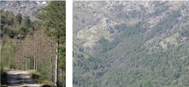 Arbres défoliés par la processionnaire du pin